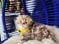 Scottish fold Longhair golden tabby