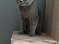 Scottish fold erkek