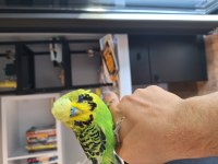Show jumbo muhabbet kuşumuz yeni yuvasını arıyor