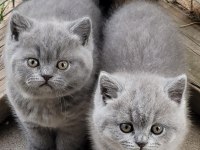 Eğitimli safkan ayıcık yüzlü yavru kediler