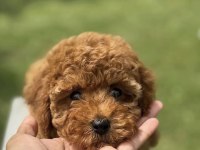 Toy Poodle Yavrumuz İçin Ulaşın