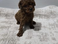 Dark Brown Kore Poodle Bebekler