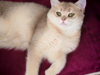 British Shorthair Blue Golden 5 Aylık Dişi