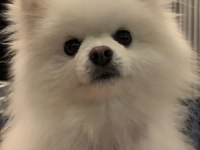 Pomeranian Oğluma yuva arıyorum