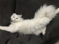 British longhair beyaz