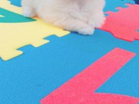 Kar beyaz pomeranian