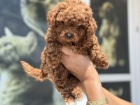 Petmode köpek çiftliğinde ziyarete açık toy poodle