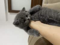Minnoş british shorthair yavru