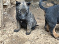 Son üç yavru malinois yer kmaraş
