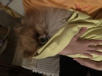 Pomeranian boo köpeğimiz
