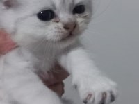 Scottish fold yeni yuva için hazırız
