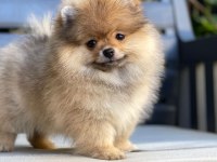 Yurt dışından gelen pomeranian yavrumuz