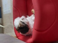 Shih tzu bebek