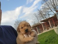 Golden Retriever yavruları