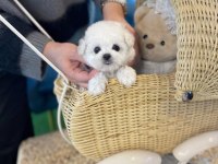 KORE MALTESE