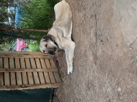 5 AYLIK ÜST DÜZEY ANADOLU ÇOBAN KÖPEKLERİ