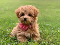 Maltipoo bebeklerimiz sıfır boy