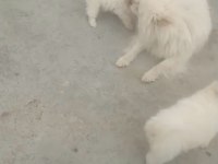 Pomeranian Spitz Yavrular Irk Sağlık Garantili