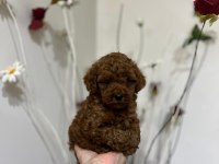 Korekan poodle bebeklerimiz