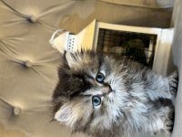 British longhair safkan dişi yavrular