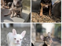 AŞILI FLUFFY ve ISABELLA TAŞIYICI EXOTIC FRENCH KIZLARIMIZ
