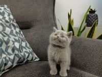 Koca Kafalı British Shorthair Yavruları