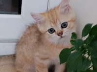 Golden British Shorthair Yavrular