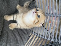 BLACK GOLDEN TABBY