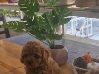 EV ORTAMINDAN KORE KAN TOY POODLE YAVRUSU