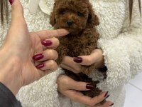 Kore poodle