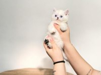 Orijinal british longhair yavrularımız