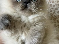 saf kanlı bluepoint himalayan kedim