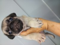 Dişi erkek pug bebekler