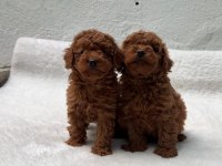 OYUNCAK BOY ERKEK DİŞİ POODLE KURABİYELER 