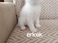 Teslime hazır erkek dişi yavru kedilerimiz