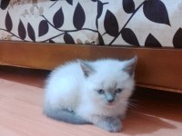 British blue point