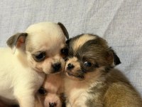 Chihuahua köpeklerimiz