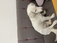 Köpeğimize maddi manevi aile olur musunuz