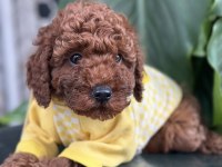 Toy Poodle Köpeği