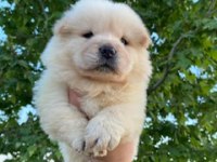 2 aylık Chow Chow yavrularımız