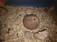 Yavru Gonzales hamster