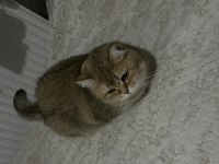 2 tane kısırlaştırılmış mikro çipli dişi kedimiz