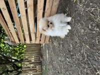 Anne altından pomeranian boo