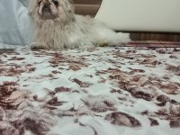 Nadir renk terrier