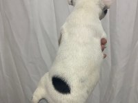 SAĞLIK GARANTİLİ FRENCH BULLDOG YAVRULAR