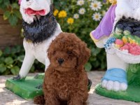 Sağlık Garantili Ev Üretimi Orjinal Toy Poodle