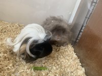 Acil guinea pig sahiplendirmemiz gerekiyor