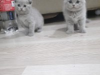 Scottish Fold Ve British Bebeklerimiz