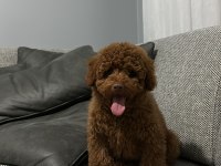 RED BROWN TOY POODLE SON YAVRULAR
