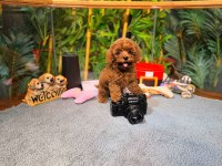Kore Kan Toy Poodle Oğlumuz Simba